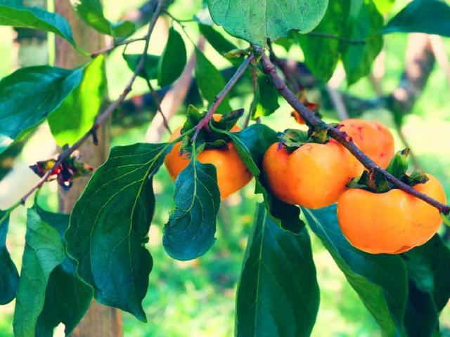 Kaki planta arbol de persimo, planta kaki fruta en Ecuador