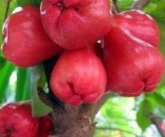 Plantas de pomarosa, venta arboles frutales tropicales
