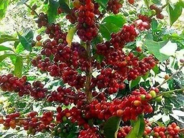 Plantas de cafe, comprar frutales para jardin
