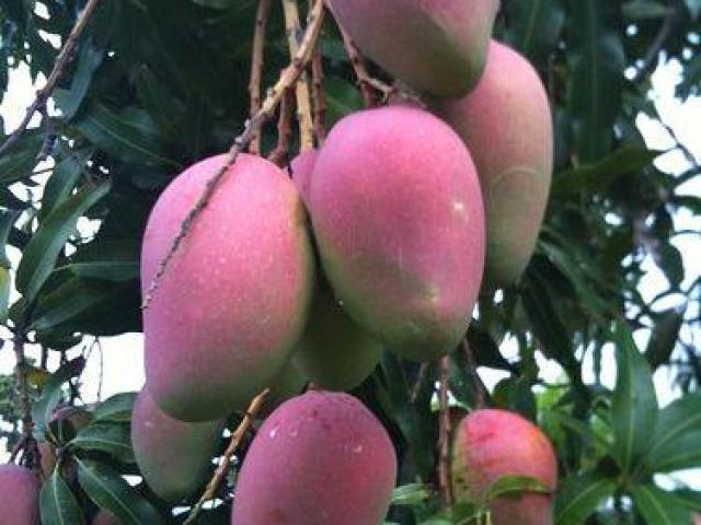 Plantas de mango, arboles de frutas, viveros frutales Ecuador
