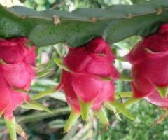 Plantas de pitahaya roja, árboles frutales de crecimiento rápido
