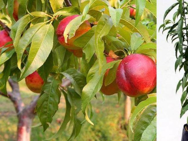 Plantas de nectarina, frutales tropicales, arboles frutales para jardin  Latacunga - Anuncios gratis Ecuador