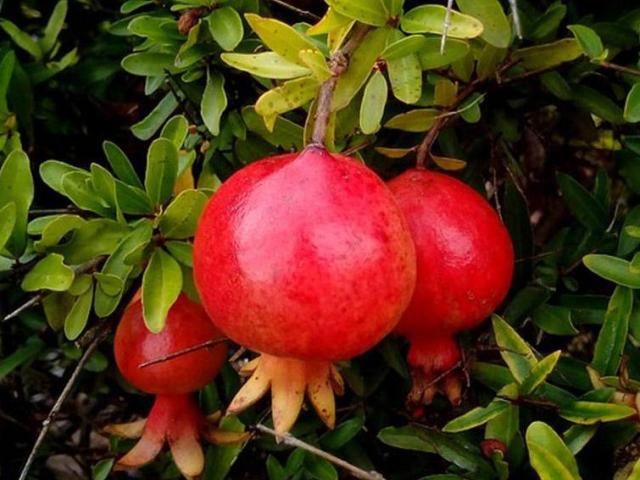 Plantas de granada, arboles frutales tropicales