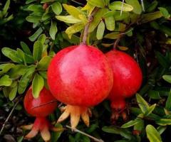 Plantas de granada, arboles frutales tropicales