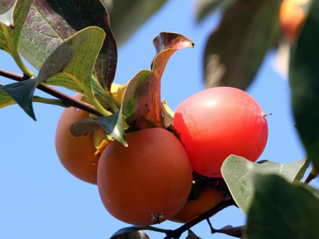 Plantas de caqui para todo Ecuador, arboles frutales exoticos