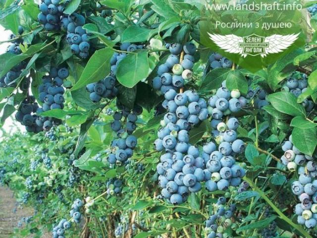 Arandano o blueberry, las plantas exoticas para jardin y maceta