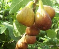 Higo cafe, arboles frutales pequeños, plantas exoticas en Ecuador