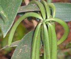 Plantas de vainilla, orcideas tropicales