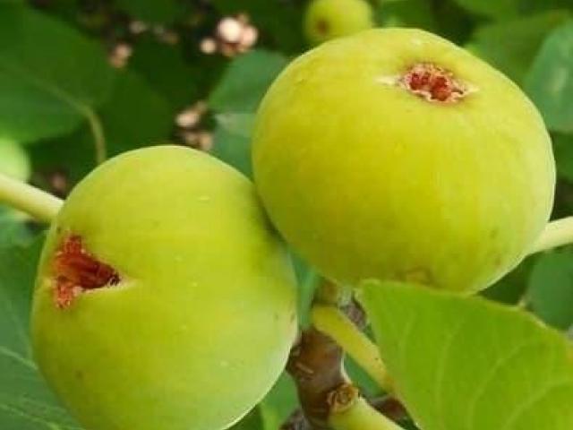 Plantas del higo blanco de fruta muy dulce arboles exoticos frutales para jardin patio o macetas