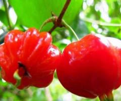 Plantas de pitanga cereza de Brazil venta promociones arboles arbustos frutales tropicales exoticas