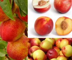 Plantas de la nectarina, venta de arboles frutales en el vivero