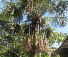 Plantas de aguaje, morete, palmera de Ecuador