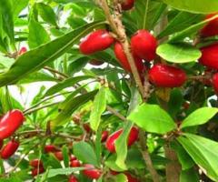 Plantas de la fruta milagrosa, Synsepalum dulcificum en Ecuador