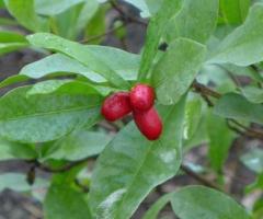 Plantas de la fruta milagrosa, Synsepalum dulcificum en Ecuador