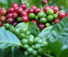 Plantas de cafe en Ecuador, arboles frutales tropicales