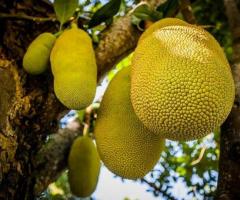 Fruta yaca en Ecuador, plantas de jackfruit
