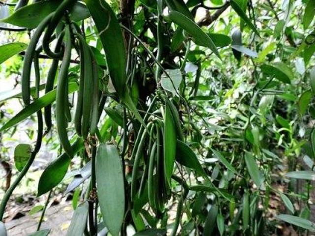 Mata de vainilla orquidea, planta de vainilla en casa