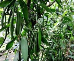 Mata de vainilla orquidea, planta de vainilla en casa
