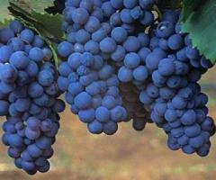 Parra de uva en maceta para plantar uvas en casa