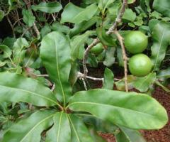 Cultivo macadamia, planta nuez de macadamia