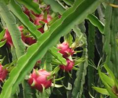 Siembra de pitahaya, pitaya rosada, pitaya blanca, fruta del dragon planta