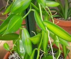 Planta de vainilla, orquidea vainilla, arbol de vainilla