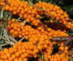 Fruto del espino amarillo, propiedades y beneficios del espino amarillo