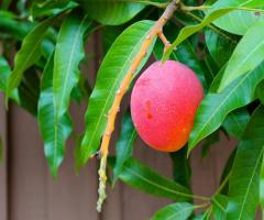 El árbol de mango, árbol de mango en maceta