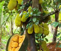 Planta de yaca, arbol jackfruit, frutales tropicales