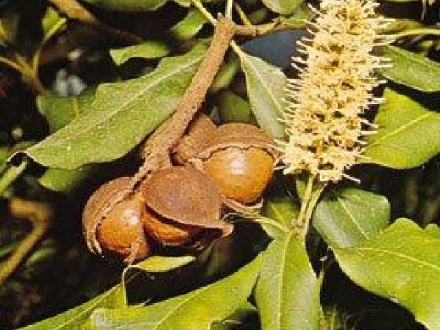La planta de macadamia, árbol de la nuez de macadamia